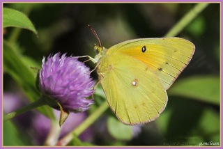 photo of sulphur butterfly
