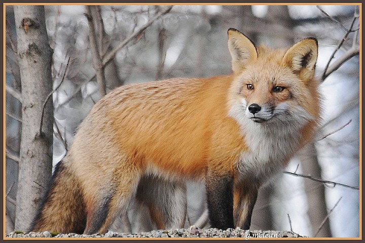 Male Fox Searches for Female after Poisoning at Mt Auburn