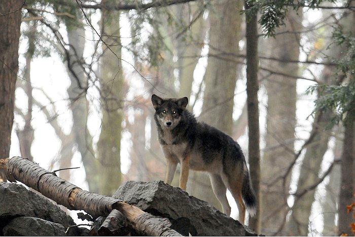 Photograph of Wolf on Mystic River watershed